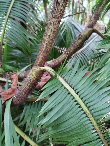 Calamus melanochaetes, photograph 2