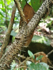 Calamus melanochaetes, photograph Bruno Senterre, CC0, iNaturalist via GBIF