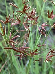 Cyperus denudatus