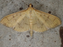 Patania balteata