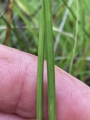 Cyperus denudatus