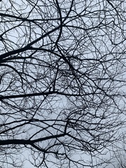 Cercis canadensis