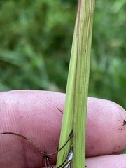 Cyperus denudatus