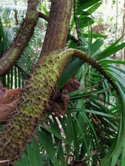 Calamus melanochaetes, photograph Bruno Senterre, CC0, iNaturalist via GBIF