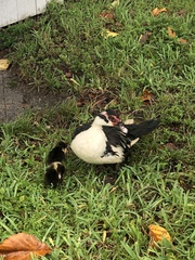 Cairina moschata domestica