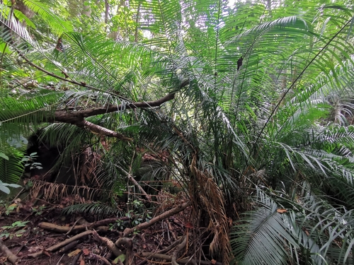 Calamus melanochaetes, photograph 6