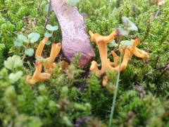 Clavulinopsis corniculata