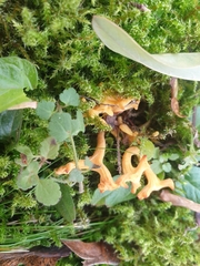 Clavulinopsis corniculata