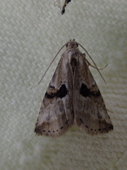 Zebeeba falsalis