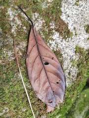 Cola nitida