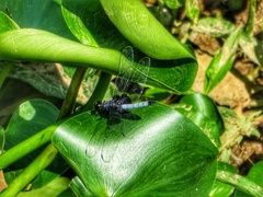 Erythrodiplax unimaculata