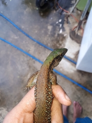 Ameiva atrigularis