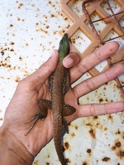 Ameiva atrigularis