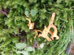 Clavulinopsis corniculata