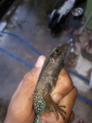 Ameiva atrigularis