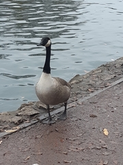 Branta canadensis