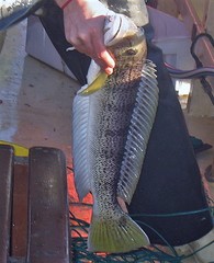 Pseudopercis semifasciata