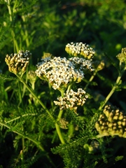 Achillea asiatica