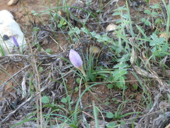 Crocus thomasii