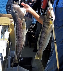 Pseudopercis semifasciata