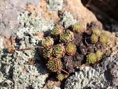 Sempervivum pumilum