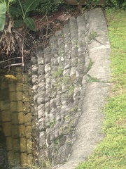 Iguana iguana