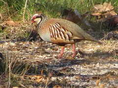 Alectoris rufa