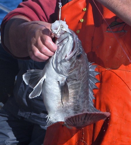 Wreckfish