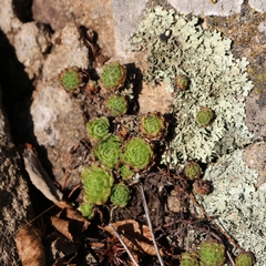 Sempervivum pumilum