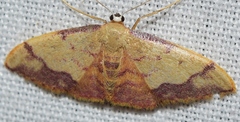 Idaea ostrinaria