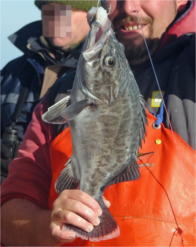 Atlantic wreckfish (Polyprion americanus) — Polyprionidae — 3