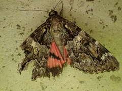Catocala coniuncta