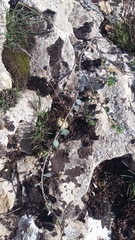 Andrachne telephioides