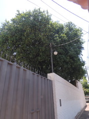 Melicoccus lepidopetalus