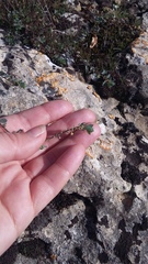 Andrachne telephioides