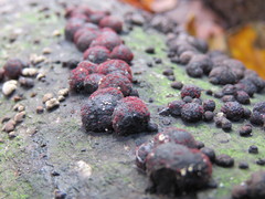 Dialonectria episphaeria