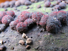 Dialonectria episphaeria