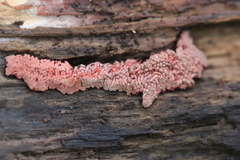 Arcyria stipata