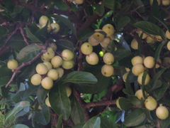 Melicoccus lepidopetalus