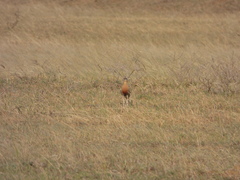 Cursorius coromandelicus