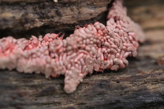 Arcyria stipata