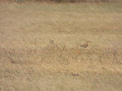 Cursorius coromandelicus