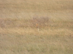 Cursorius coromandelicus