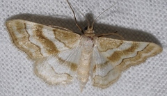 Idaea rainerii