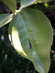 Zelus illotus