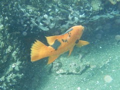 Bodianus eclancheri