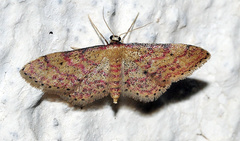 Idaea rhodogrammaria