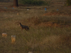 Vulpes bengalensis