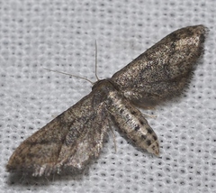 Idaea saleri