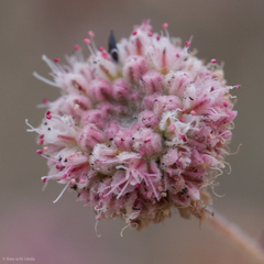 Eriogonum angulosum
